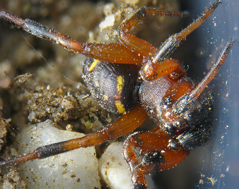 Titanoeca obscura?  No, Asagena sp. - Alagna (VC)